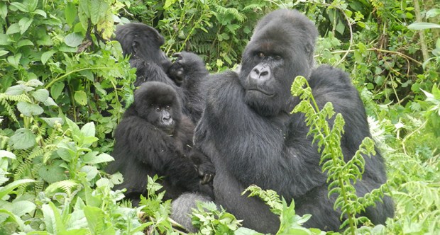 bunch-of-gorillas